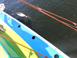 八景沖で小中アジほぼ入れ食い。アカクラゲさえいなければ