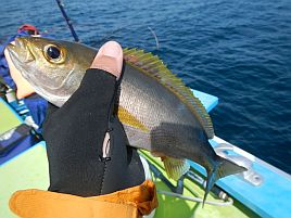 尺イサキ多数にアカイサキ雄でクーラー六分もレア魚はなし