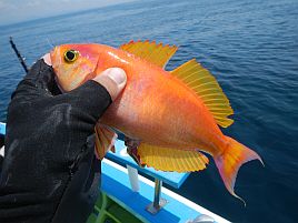 尺イサキ多数にアカイサキ雄でクーラー六分もレア魚はなし