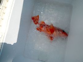 クロムツからの魚信なしでひたすらサバサバサバサバサバ