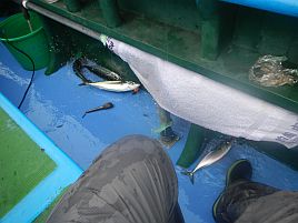 クロムツからの魚信なしでひたすらサバサバサバサバサバ