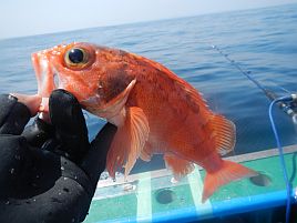 クロムツからの魚信なしでひたすらサバサバサバサバサバ