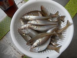 雨中のシロギス特訓。キス天食べ放題へ一歩一歩前進中♪