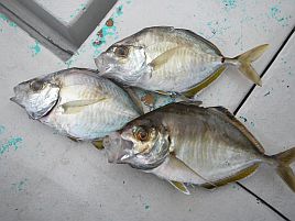 宇佐美のカイワリは歓迎してくれた…最初の数投だけはね