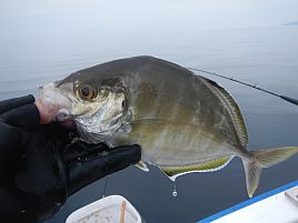 宇佐美のカイワリは歓迎してくれた…最初の数投だけはね