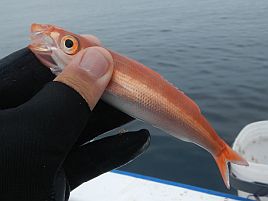 宇佐美のカイワリは歓迎してくれた…最初の数投だけはね