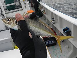 宇佐美のカイワリは歓迎してくれた…最初の数投だけはね