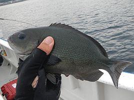 宇佐美のカイワリは歓迎してくれた…最初の数投だけはね