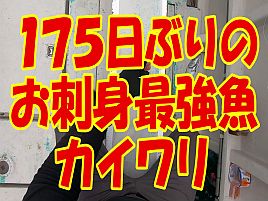 【動画】伊豆だから？ カイワリだから？ テンションブチ上げ