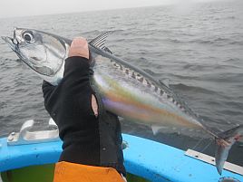 イサキは雨の日に限る。今季最大36cm&最多47匹でどやっ