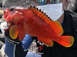 初島で陸からでも釣れる？　アカハタを釣ったことないかも