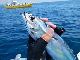 2週連続で追い食いゼロって…今年の剣崎ウリンボ手強い