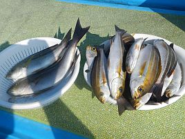 2週連続で追い食いゼロって…今年の剣崎ウリンボ手強い