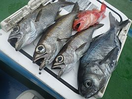 お正月の刺身確保第1弾でクロムツ狙いだが釣況分からん