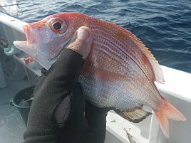 105日ぶりのカイワリプチ遠征はあわやボウズで痺れたよ～