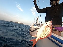 105日ぶりのカイワリプチ遠征はあわやボウズで痺れたよ～