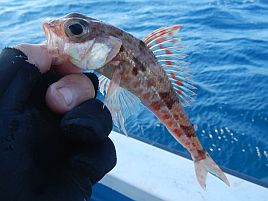 初のえいあん丸・城ヶ島沖オニカサゴは速潮に悩まされ2匹