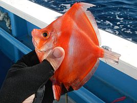 初のえいあん丸・城ヶ島沖オニカサゴは速潮に悩まされ2匹