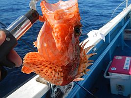 初のえいあん丸・城ヶ島沖オニカサゴは速潮に悩まされ2匹