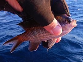 魚っ気皆無の白間津で船酔い・竿折れ・クーラー空で呆然