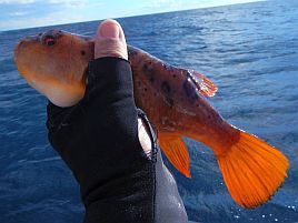 魚っ気皆無の白間津で船酔い・竿折れ・クーラー空で呆然