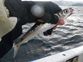 53センチのマハタ釣れたが…カイワリには全く相手にされず