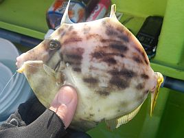 デカハギの釣り方忘れた！ 昨年に続きツ抜けせずで開幕