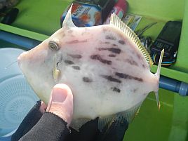 デカハギの釣り方忘れた！ 昨年に続きツ抜けせずで開幕