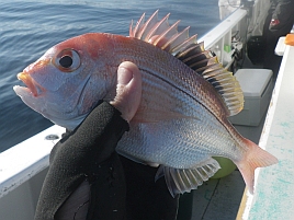 潮澄み中盤まで魚信なし。日傾いてカイワリダブル×3＋1