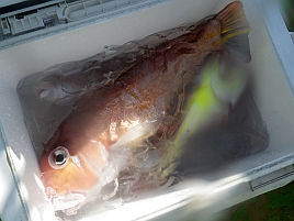 ドデカアマ53.5センチ！　2021年最後にして最高の釣りだ!!
