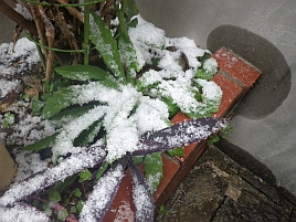 雪の中初釣りに思いはせるなんて…正気の沙汰じゃない？