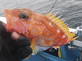 新谷丸のオニカサゴが良型出現率が高くアヤメカサゴ多数