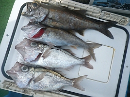 3週間ぶりの釣りはサバ地獄と変な潮でクロムツ2匹だけ～