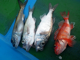 3週間ぶりの釣りはサバ地獄と変な潮でクロムツ2匹だけ～