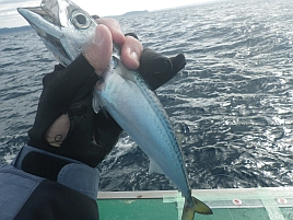 3週間ぶりの釣りはサバ地獄と変な潮でクロムツ2匹だけ～