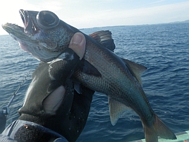 3週間ぶりの釣りはサバ地獄と変な潮でクロムツ2匹だけ～