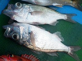 クロムツが釣れないとシロムツがすごく美味しく感じるのだ