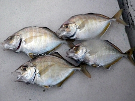 鉄壁のサバに阻まれ時合逃しカイワリ4匹だけとしょんぼり