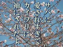 【動画】サバなら釣れたシーンいっぱいあったんだけどさ～