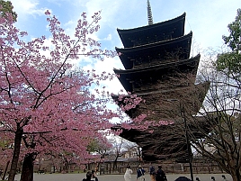 春の京都。京都らしいええもんを探して一泊二日めし旨旅♪