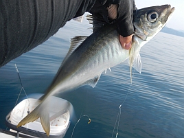 んんん？　やっと初島沖から邪魔なデカアジが姿消した？