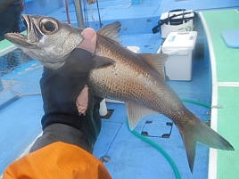 ムツの卵はムツコと呼ばれ煮付けてたいそう美味らしいぞ