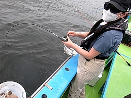 妻が釣ったアジで干物を作って北海道に送るぞチャレンジ