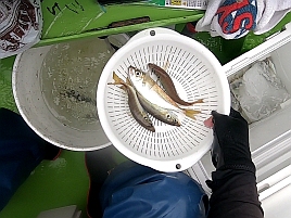 焼肉デート楽しかった。釣りもした気がするけど覚えてない