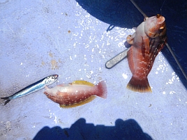 金田湾イワシメバルがあまりに魚信なく呆けてホゲて凹む