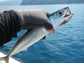 暑さとサバに無口になるも船長冴えててカイワリを9匹!!