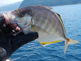 暑さとサバに無口になるも船長冴えててカイワリを9匹!!