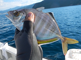 暑さとサバに無口になるも船長冴えててカイワリを9匹!!