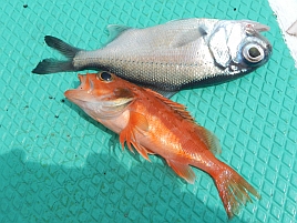 アカムツどころか魚信が一度もなく城ヶ島沖で大撃ち～ん