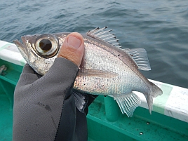 アカムツどころか魚信が一度もなく城ヶ島沖で大撃ち～ん